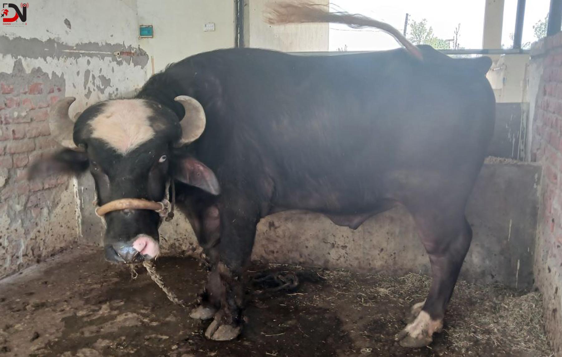 गोठमै विशेषज्ञ सेवा दिँदै पशु प्रजनन कार्यालय