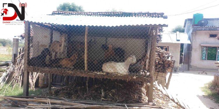 सुरक्षित खोरले निकुञ्ज मध्यवर्ती क्षेत्रका वासिन्दालाई राहत