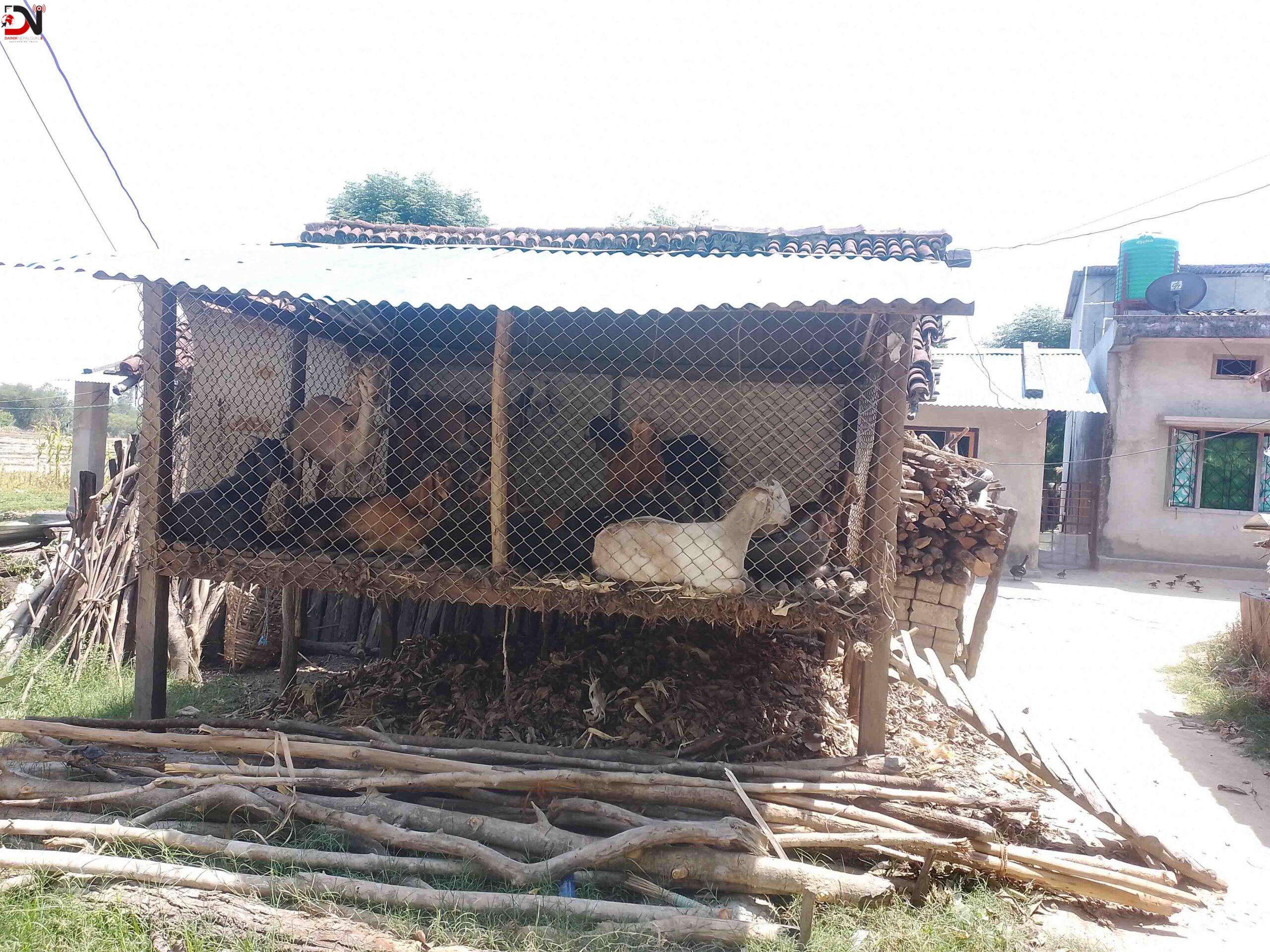 सुरक्षित खोरले निकुञ्ज मध्यवर्ती क्षेत्रका वासिन्दालाई राहत