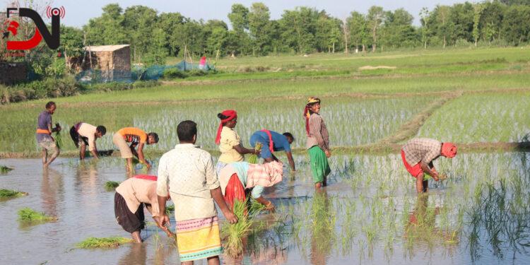 ‘अझै मनसुन सक्रिय नहुँदा अपेक्षाकृत रोपाइँ हुन सकेन’