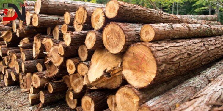 लुम्बिनीमा १७ लाख घनफिट बढी काठ उत्पादन