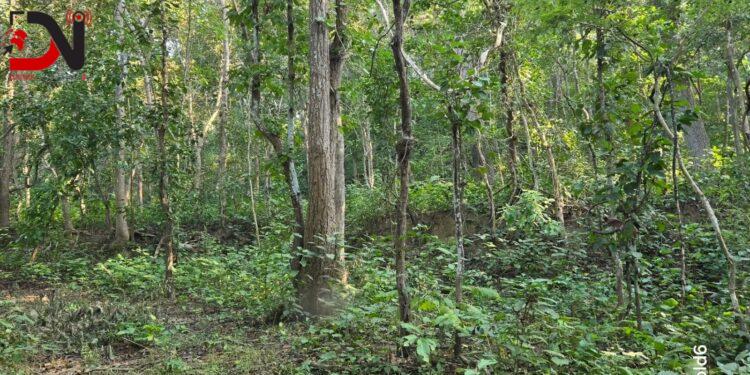 बाँकेमा दुई हजार ५७८ हेक्टर क्षेत्रमा चक्ला वन निर्माण