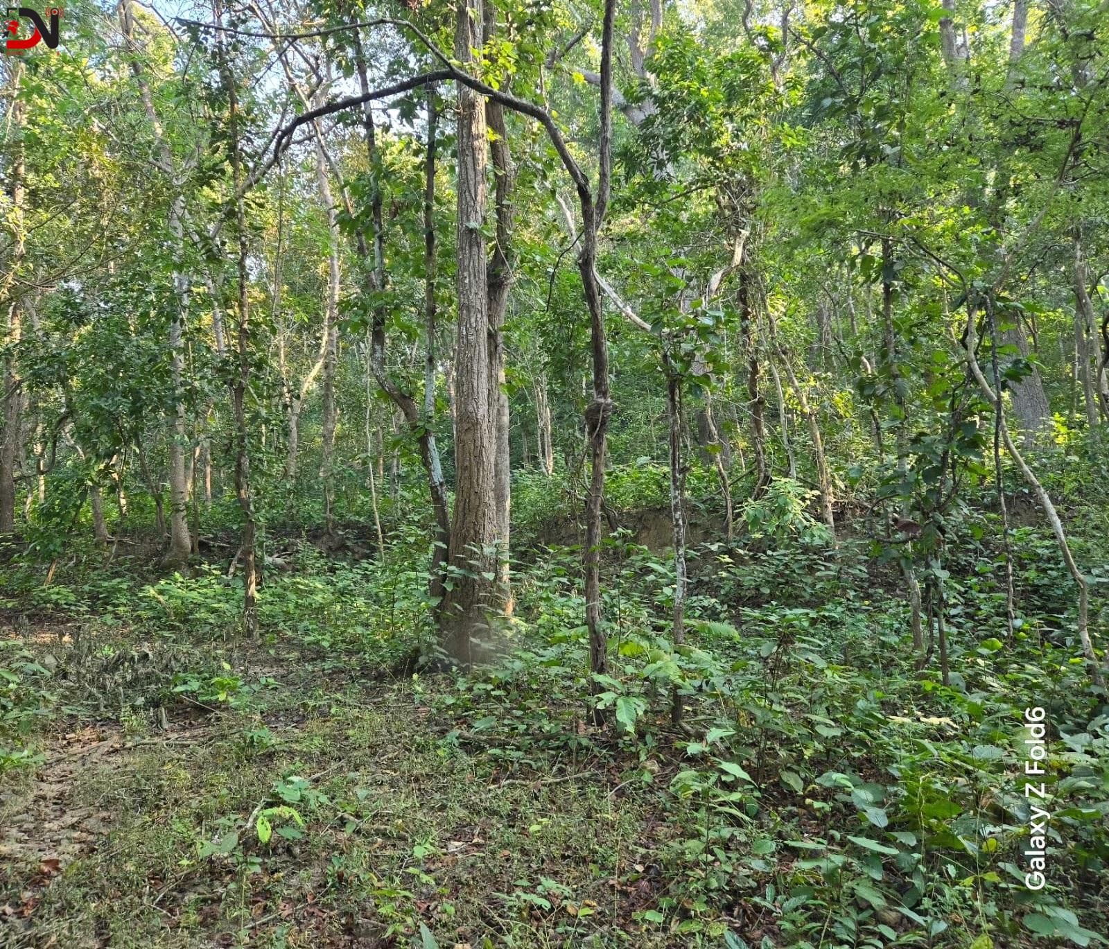 बाँकेमा दुई हजार ५७८ हेक्टर क्षेत्रमा चक्ला वन निर्माण