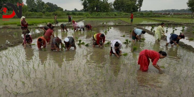 रोपाई संगै बिद्याथीको सिकाई