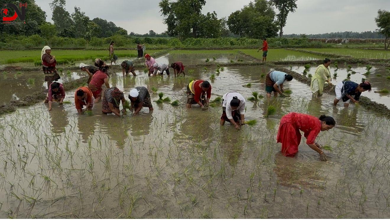 रोपाई संगै बिद्याथीको सिकाई