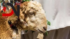 इस्लाम धर्मावलम्बी इद–उल–जोहा मनाउँदै