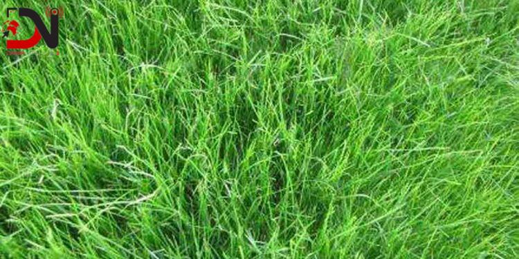 पशु प्रजनन कार्यालयद्वारा १७ हजार केजी घाँसको बीउ उत्पादन