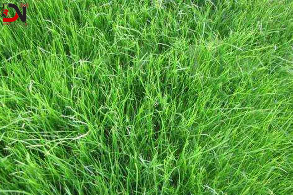 पशु प्रजनन कार्यालयद्वारा १७ हजार केजी घाँसको बीउ उत्पादन