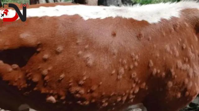 लम्पी स्किन र अफ्रिकन स्वाइन फिभरको अवस्था पत्ता लगाउन टोली परिचालन