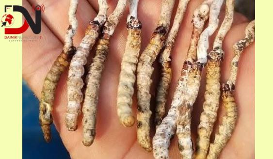 पाल्पाको रिमिघा लेकमा यार्सागुम्बा फेला