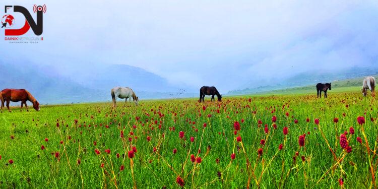 आहा ! ढोरपाटन