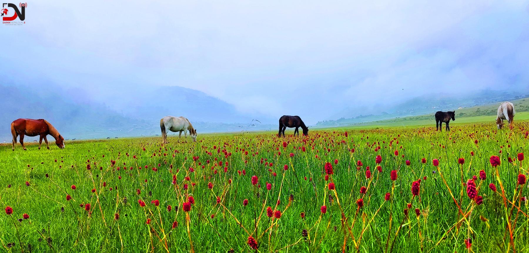 आहा ! ढोरपाटन