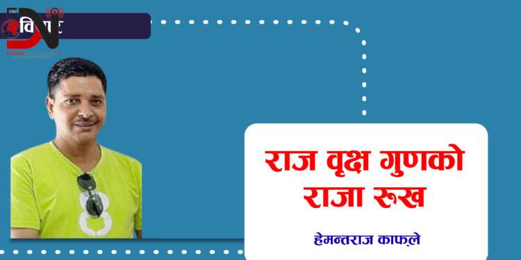 राज वृक्ष गुणको राजा रुख