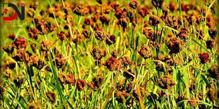 मन्त्रीपरिषद् निर्णयः साउन १६ लाई राष्ट्रिय कोदो दिवसका रूपमा मनाइने