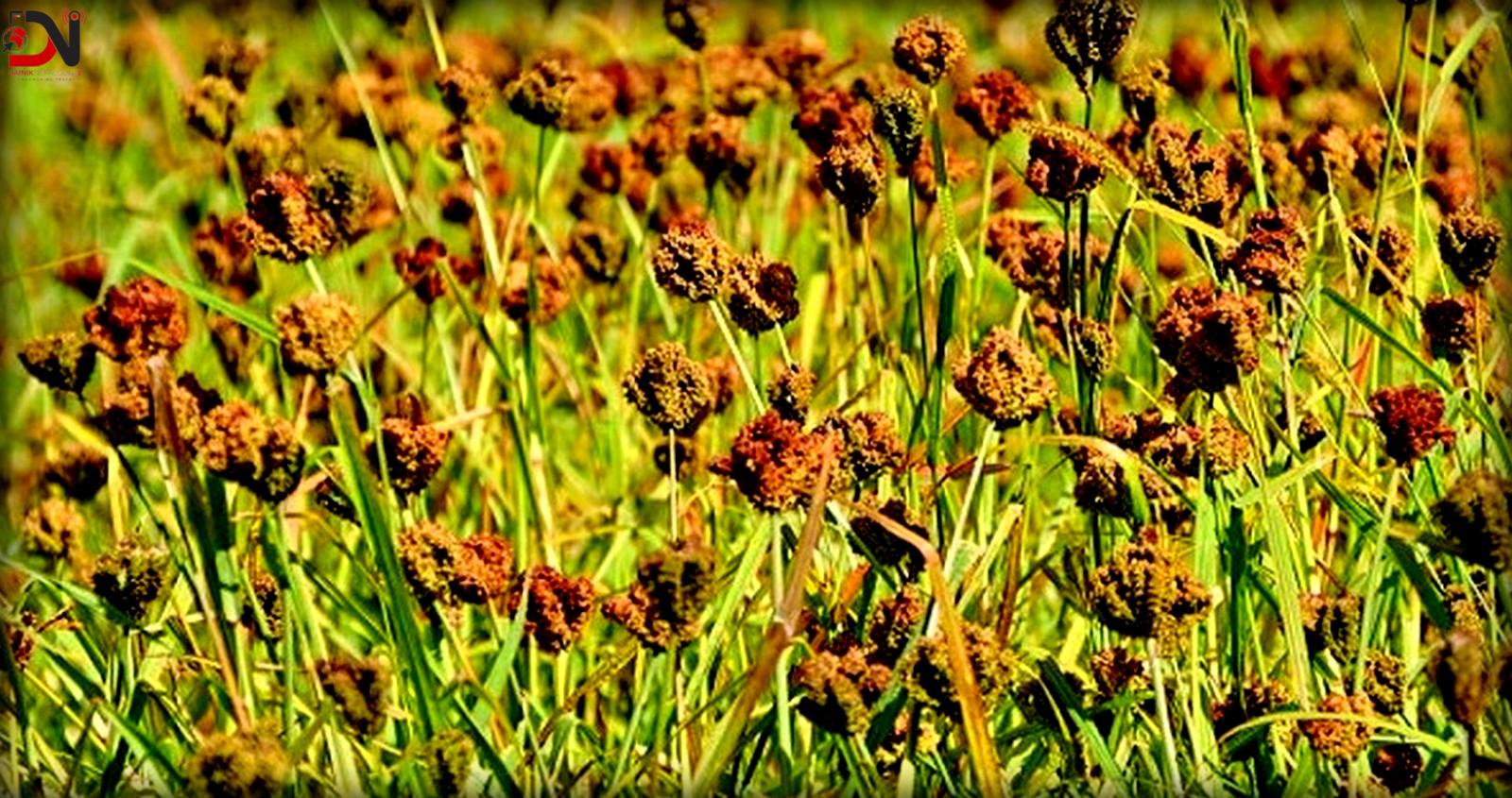 मन्त्रीपरिषद् निर्णयः साउन १६ लाई राष्ट्रिय कोदो दिवसका रूपमा मनाइने