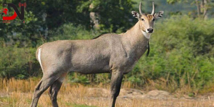 नीलगाई नियन्त्रणका लागि जैविक गन्धयुक्त औषधिको सफल परीक्षण