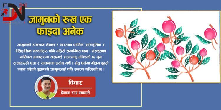 जामुनको रुख एक फाइदा अनेक