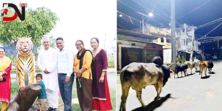 कोहलपुरमा बाघ–हात्तीको मूर्ति, नेपालगन्जमा छाडा गोरुको राज