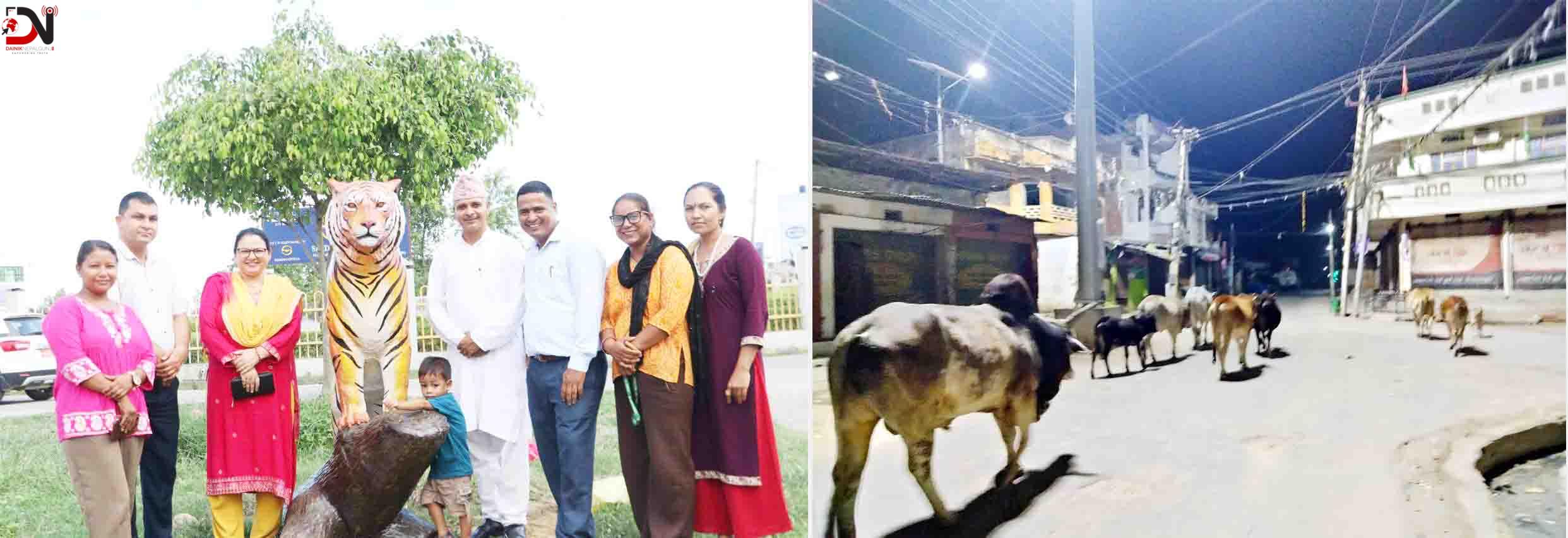 कोहलपुरमा बाघ–हात्तीको मूर्ति, नेपालगन्जमा छाडा गोरुको राज