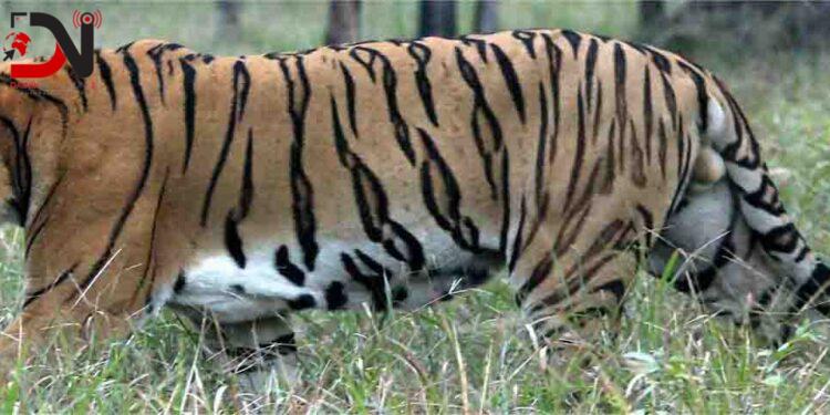 विश्व बाघ दिवसः नेपालमा बाघको सङ्ख्या ‘धान्ने क्षमता’ चार सय