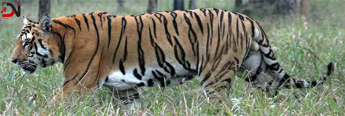 विश्व बाघ दिवसः नेपालमा बाघको सङ्ख्या ‘धान्ने क्षमता’ चार सय