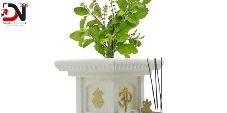 तुलसीको बिरुवा सारिँदै