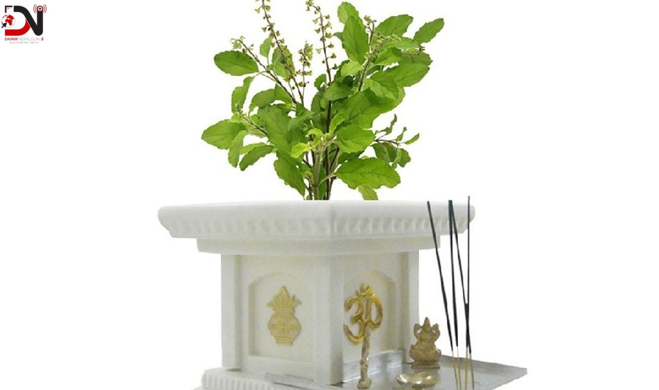 तुलसीको बिरुवा सारिँदै