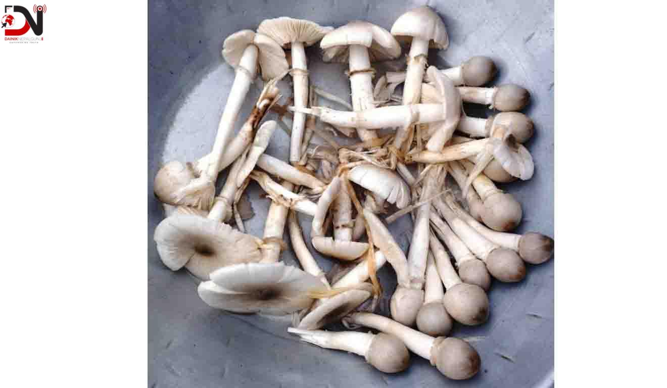 थारु समुदायका महिला ‘भेंम्टी’ खोज्न व्यस्त