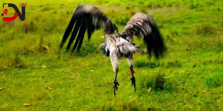 आठ दिनको उपचारपछि पुनर्जीवन पाएको सानो खैरो गिद्ध