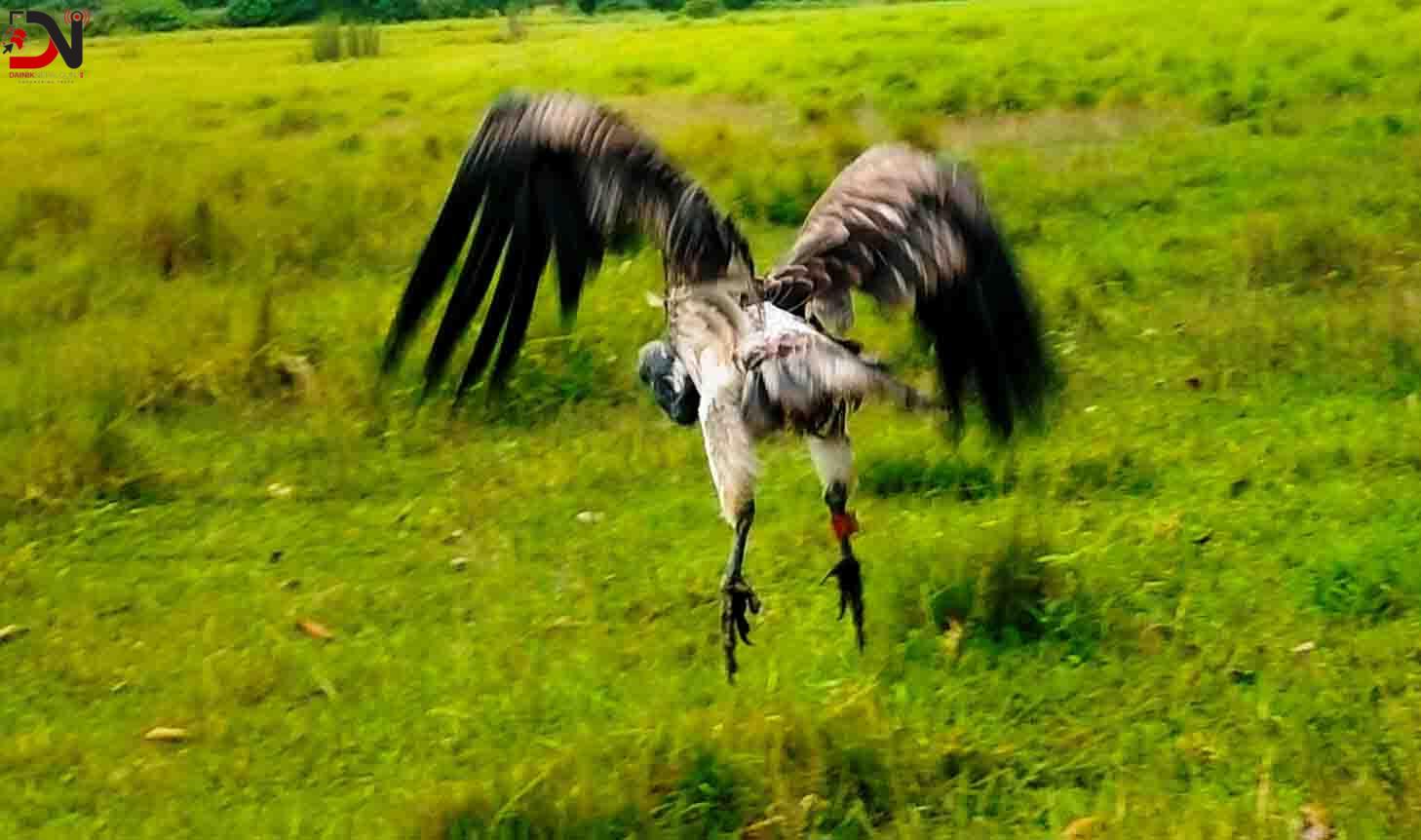 आठ दिनको उपचारपछि पुनर्जीवन पाएको सानो खैरो गिद्ध