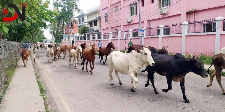५५ पशु काञ्जीहाउसमा