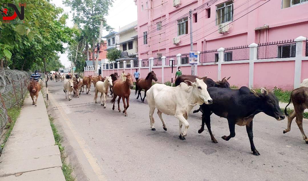 ५५ पशु काञ्जीहाउसमा