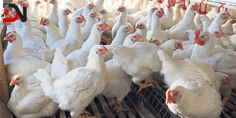 कुखुरामा देखियो ‘चिकेन एनेमिया भाइरस’