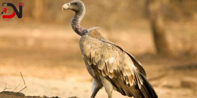 आज अन्तरराष्ट्रिय गिद्ध सचेतना दिवस मनाइँदै