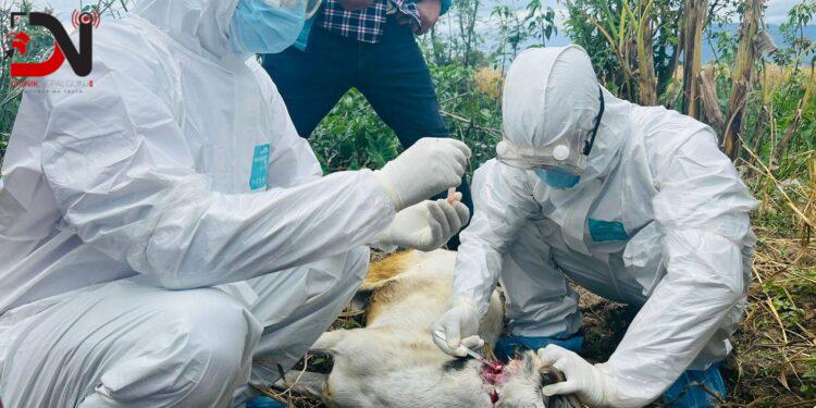 सुदूरपश्चिममा रेबिज सङ्क्रमण बढ्दो, नियन्त्रणमा चुनौती