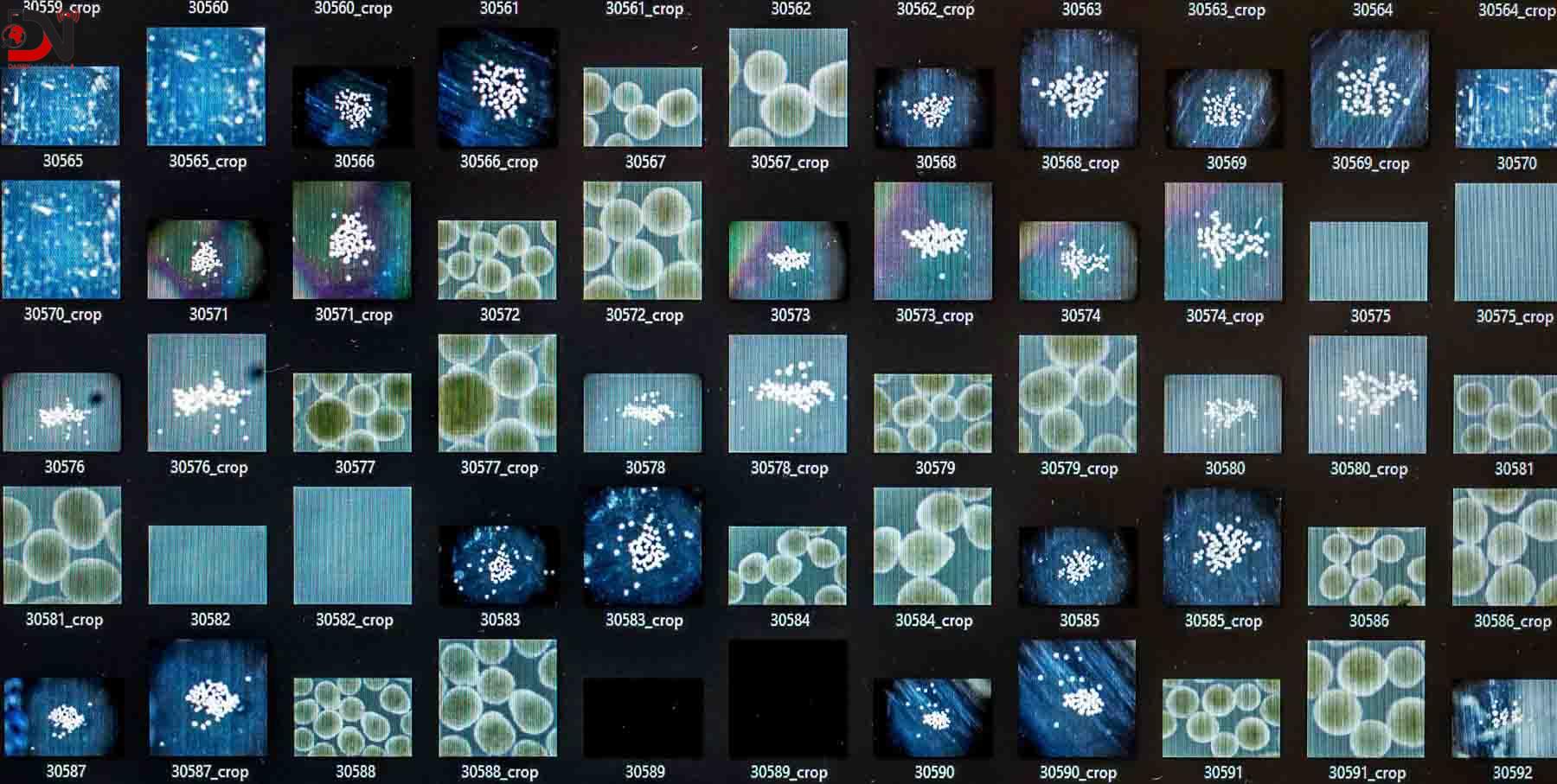 मानव मिनी–मस्तिष्कले चलाउँदैछ नयाँ पुस्ताको कम्प्युटर ‘वेटवेयर’