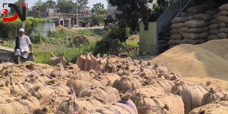 किसानले कहिले पाउने धानको मूल्य