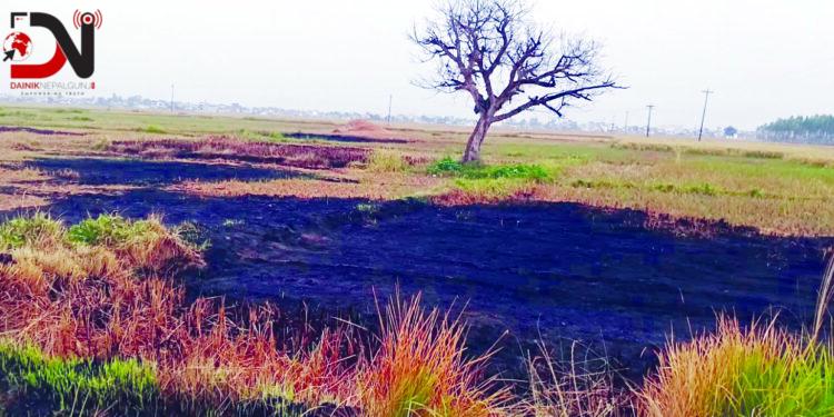 पराल, भुस नजलाउ, गौशालालाई आवश्यक छ