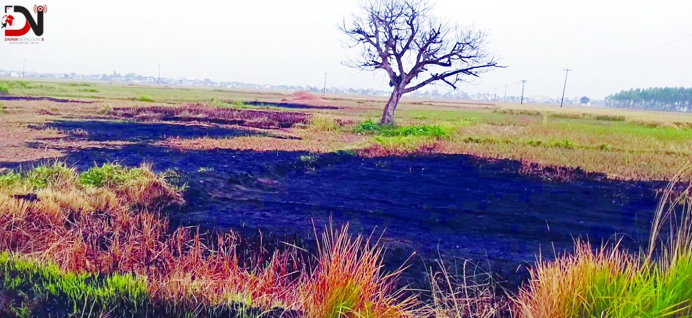 पराल, भुस नजलाउ, गौशालालाई आवश्यक छ