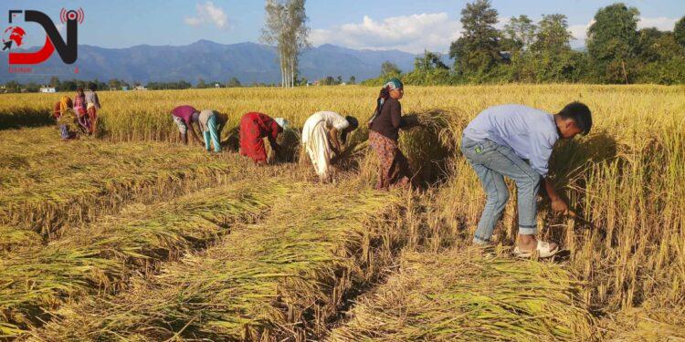 हराउँदै रैथाने अनदी धान