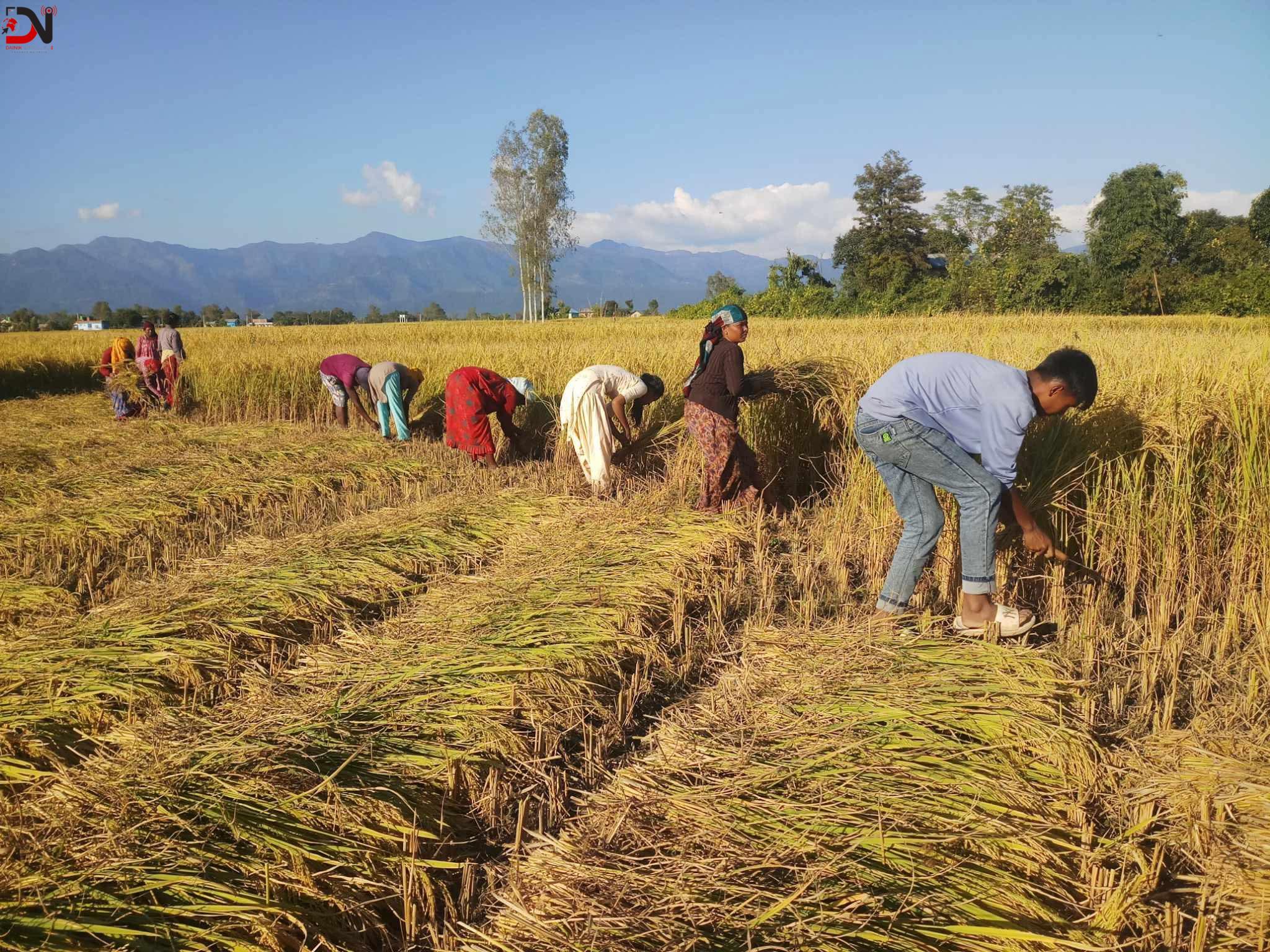 हराउँदै रैथाने अनदी धान