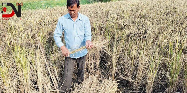 धानको रैथाने जात संरक्षण गर्दै बाँकेका गङ्गानारायण