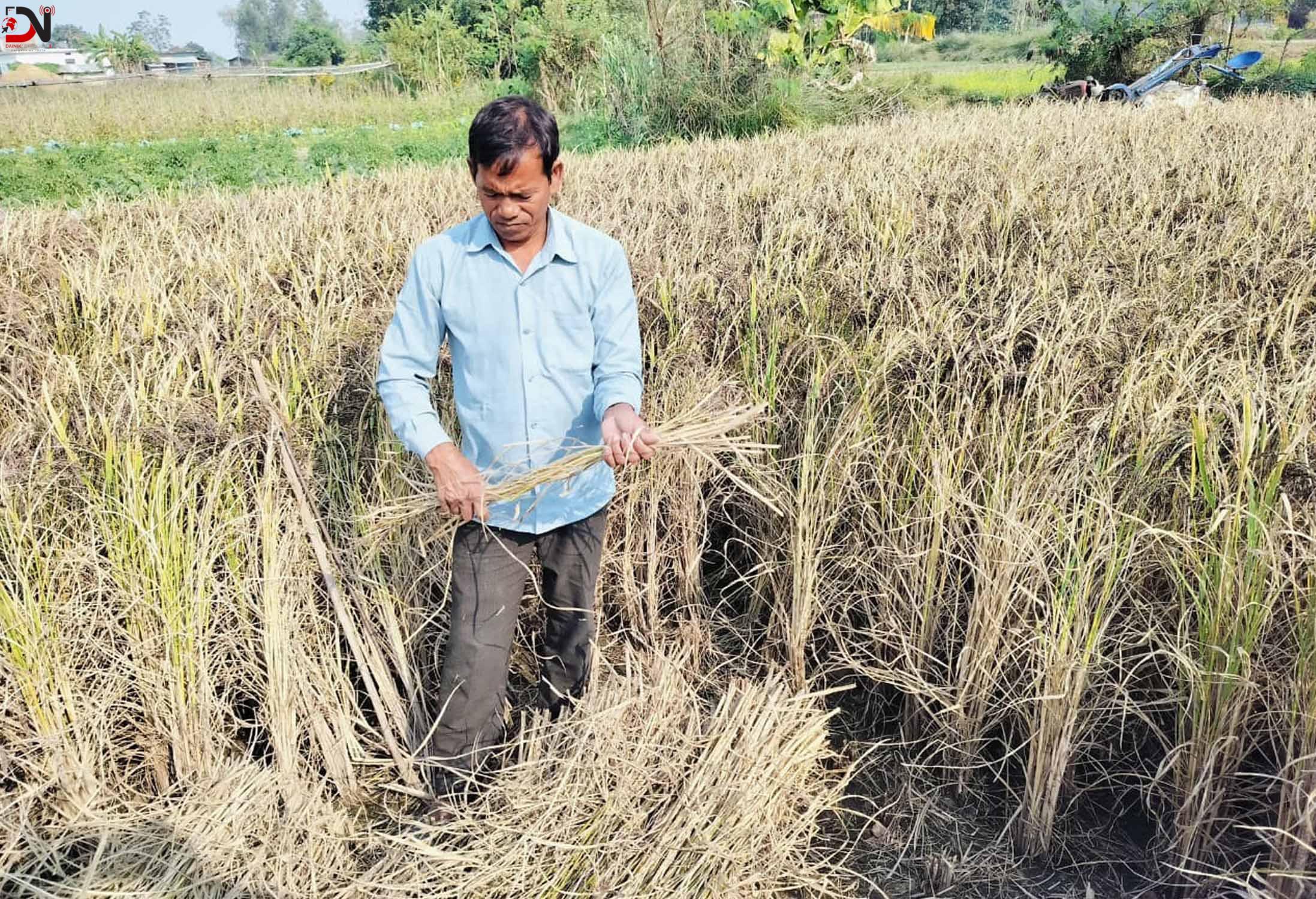 धानको रैथाने जात संरक्षण गर्दै बाँकेका गङ्गानारायण