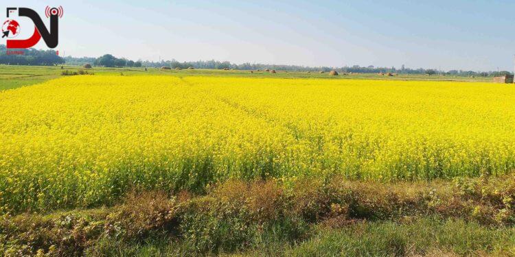 बाँकेमा तेलहन बाली उत्पादन घट्दो क्रममा