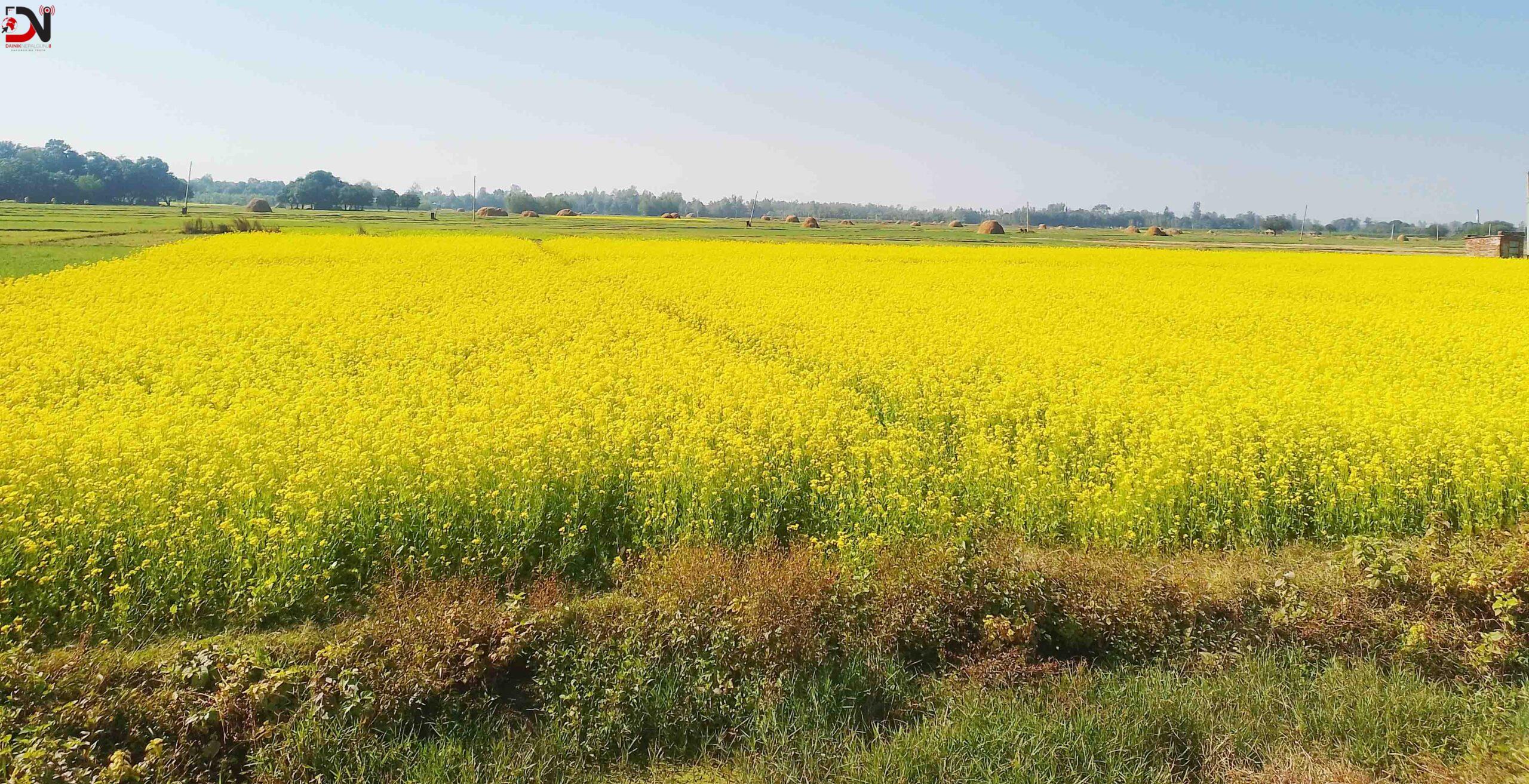 बाँकेमा तेलहन बाली उत्पादन घट्दो क्रममा