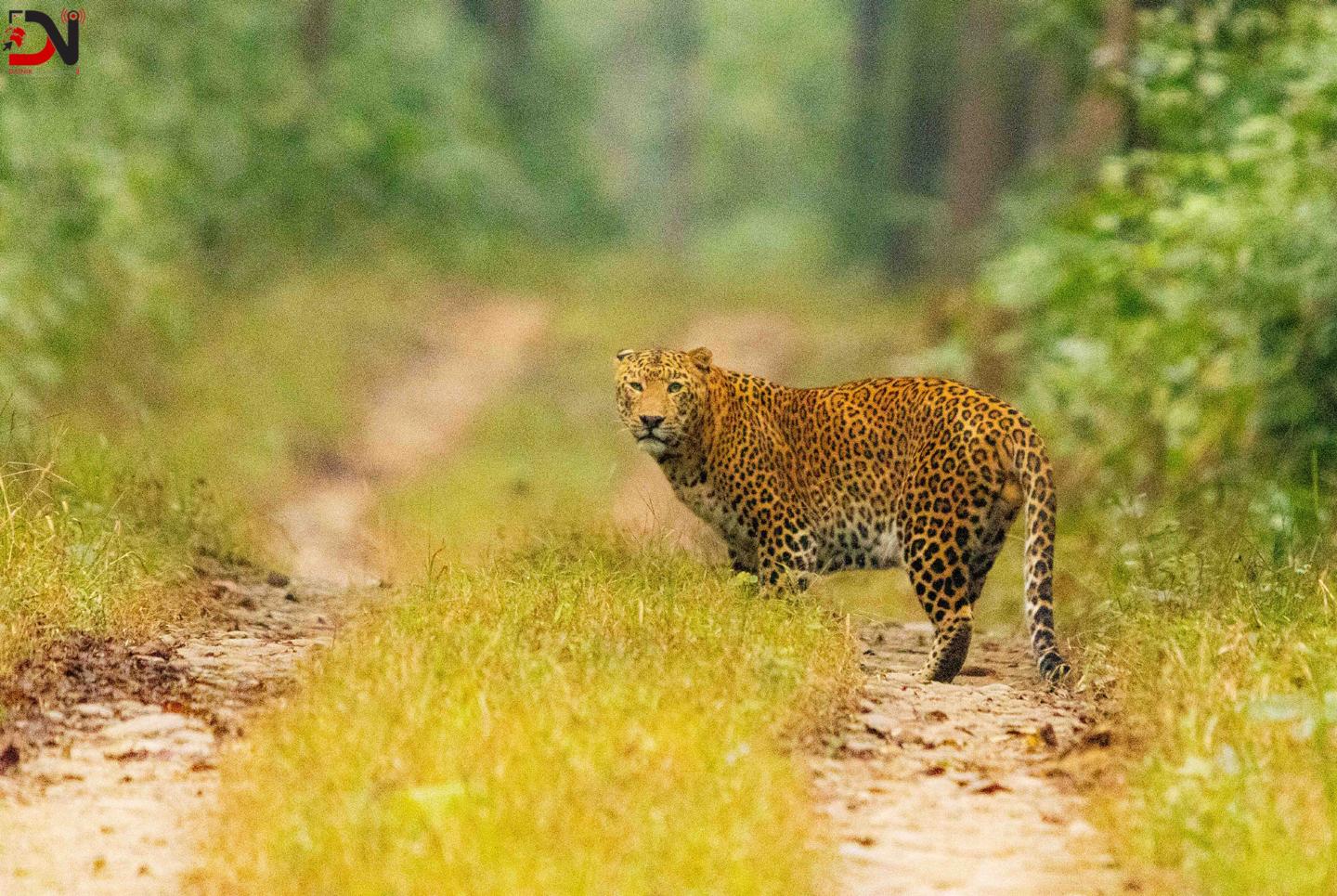 वन्यजन्तुले लियो किशोरीको ज्यान