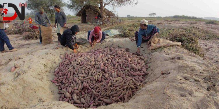 बगरमा लगाइएको सखरखण्डबाट मनग्य आम्दानी