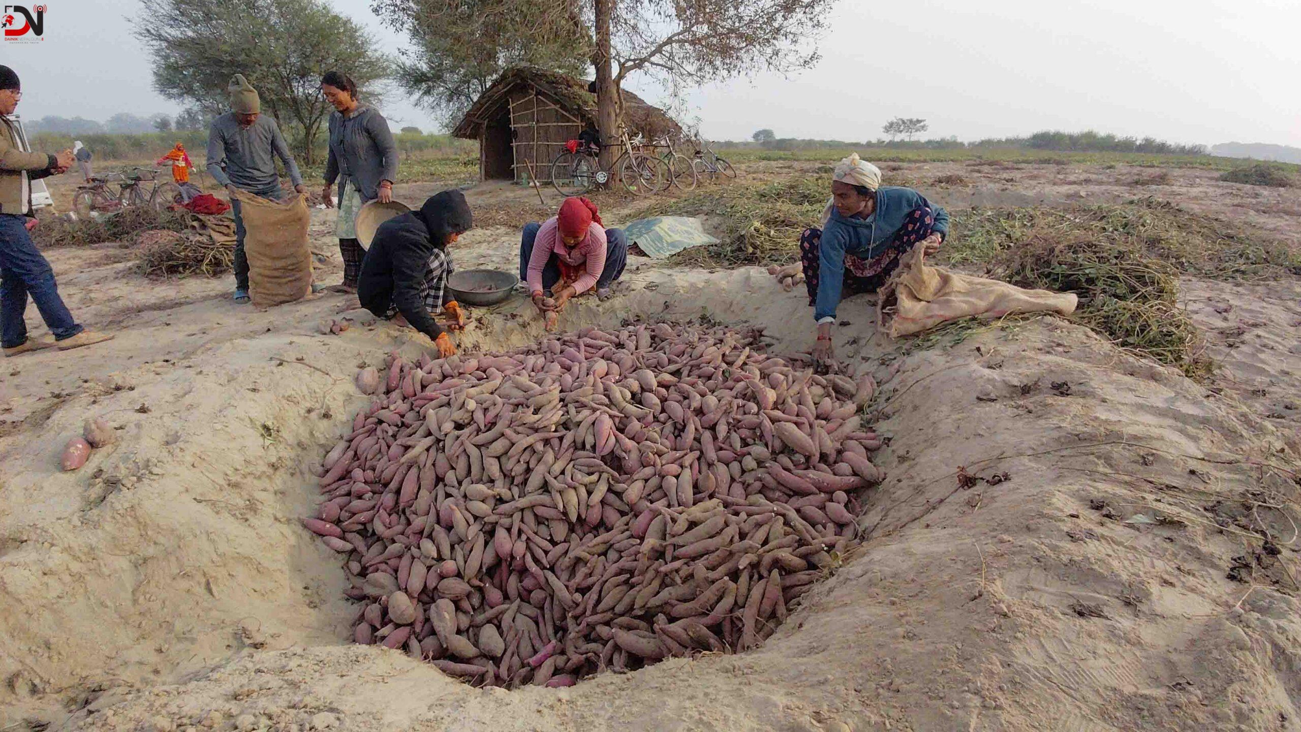 बगरमा लगाइएको सखरखण्डबाट मनग्य आम्दानी