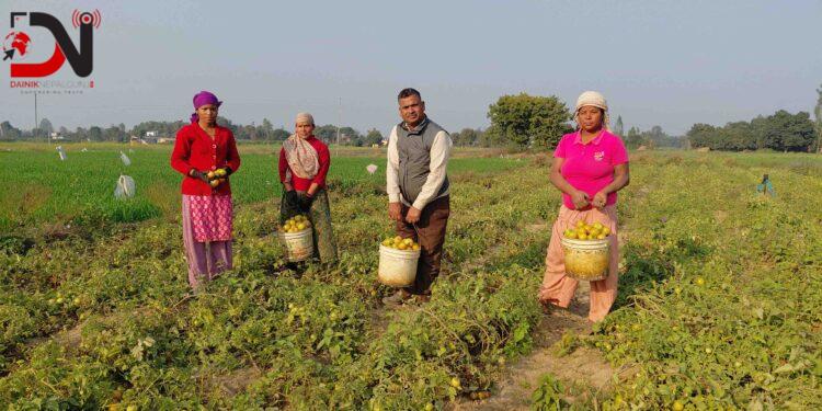 तीन पुस्तादेखि टमाटरखेतीः विदेशको विकल्प बनेको छ वीरेन्द्रको टमाटर व्यवसाय