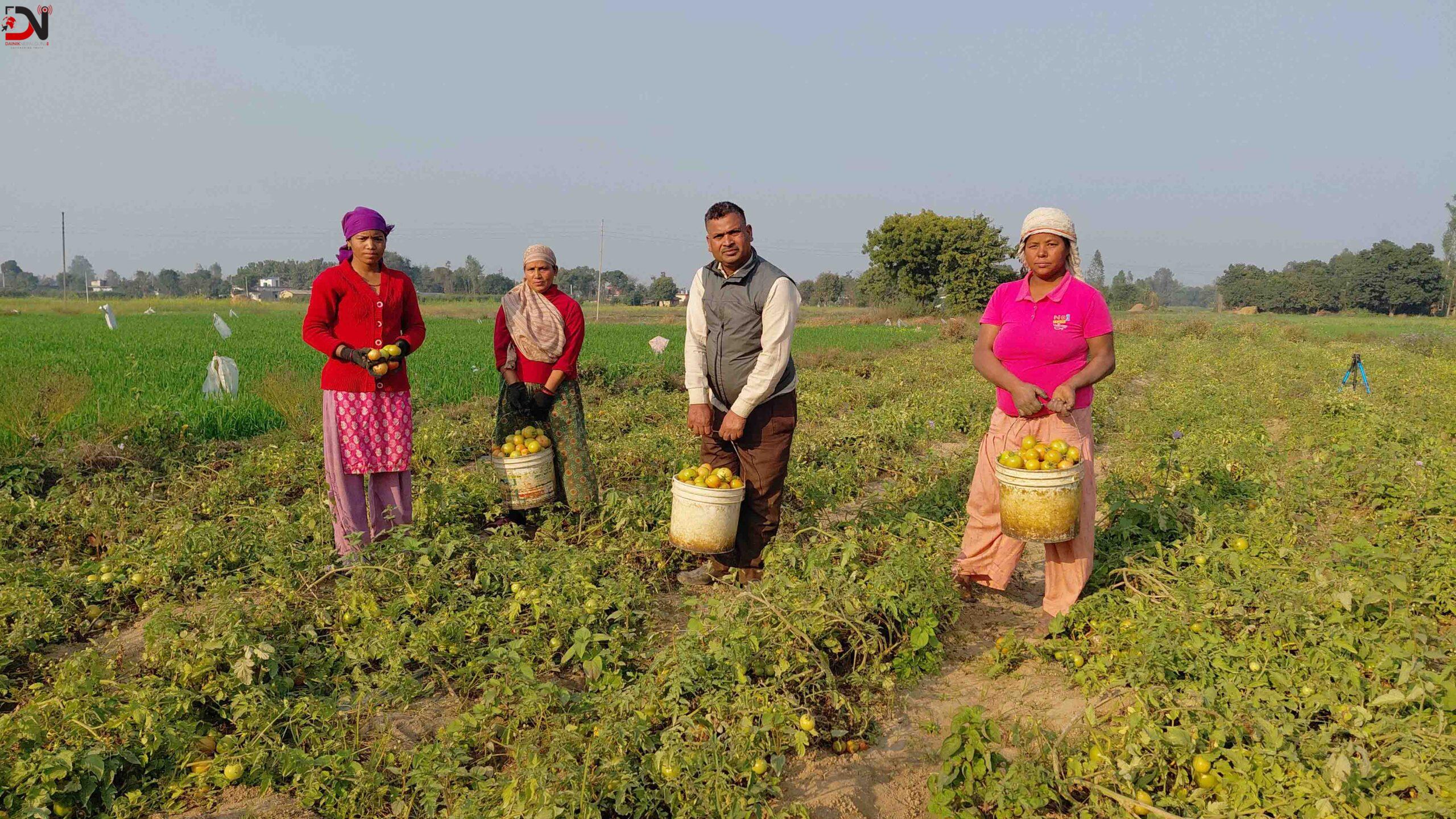 तीन पुस्तादेखि टमाटरखेतीः विदेशको विकल्प बनेको छ वीरेन्द्रको टमाटर व्यवसाय